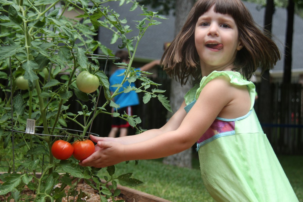 2013 - Abigail Harvesting Tomatoes