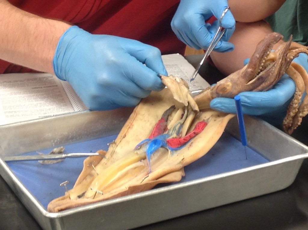 Dissection