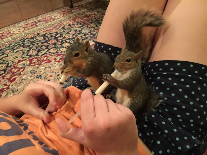 Feeding baby squirrels