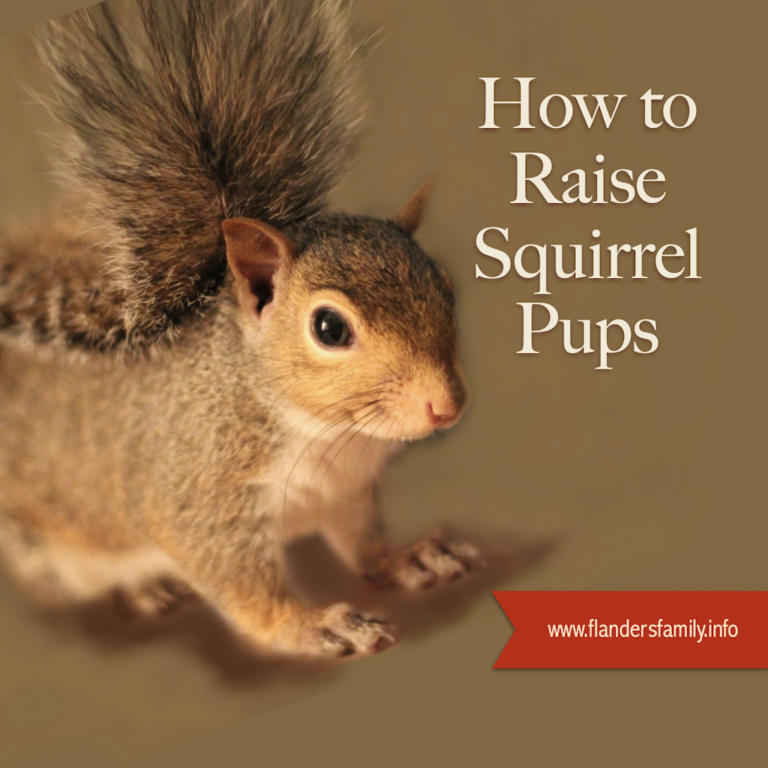 Raising Squirrels (Monday Mailbag)