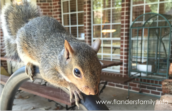 Raising Baby Squirrels: a step-by-step guide