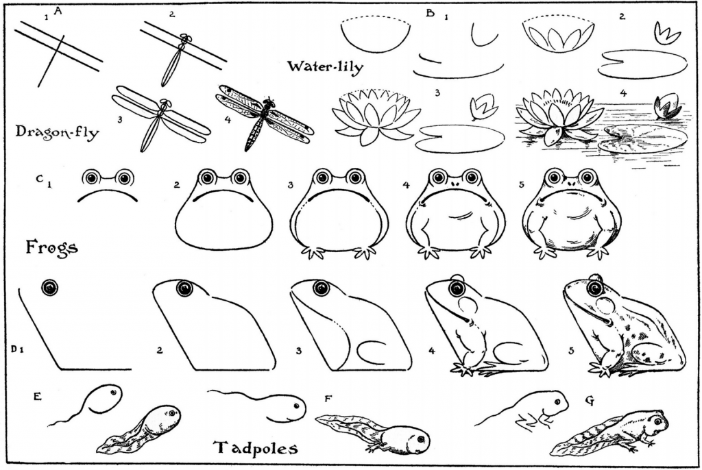 How to draw a frog