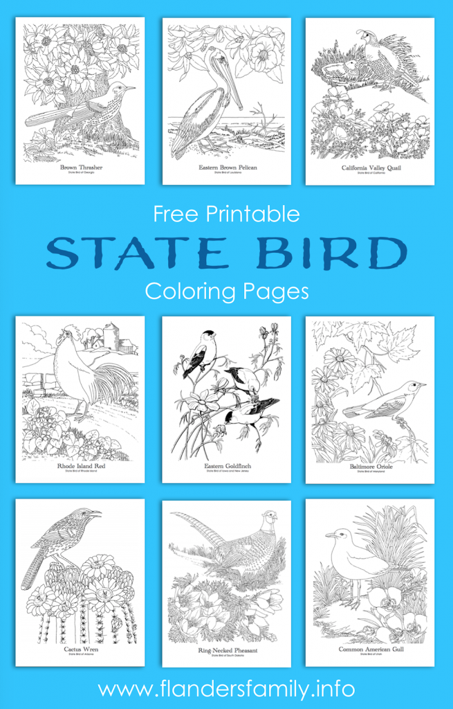 10 Beautiful State Bird Coloring Pages to Color