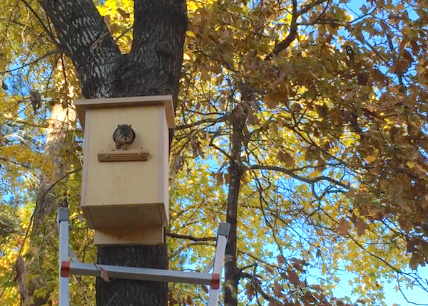 Miss Suzy in her Nesting Box