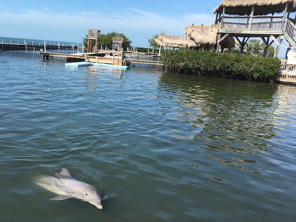 Getting up close and personal with marine mammals at Dolphin Research Center