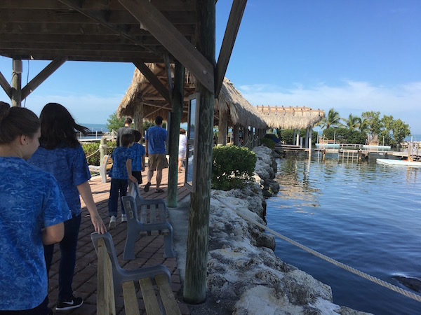 Getting up close and personal with marine mammals at Dolphin Research Center