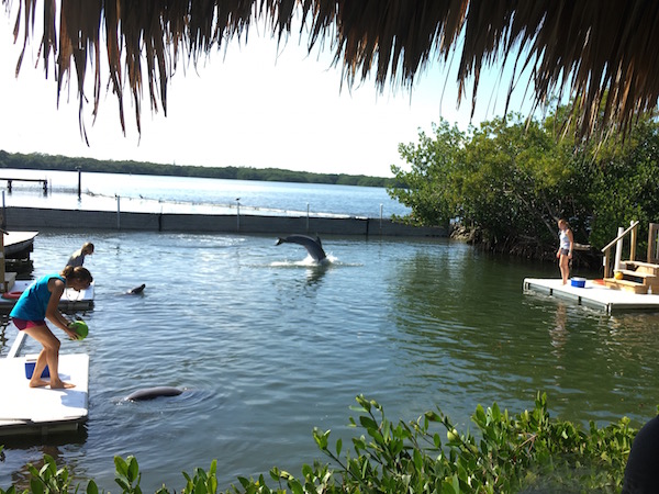 Getting up close and personal with marine mammals at Dolphin Research Center