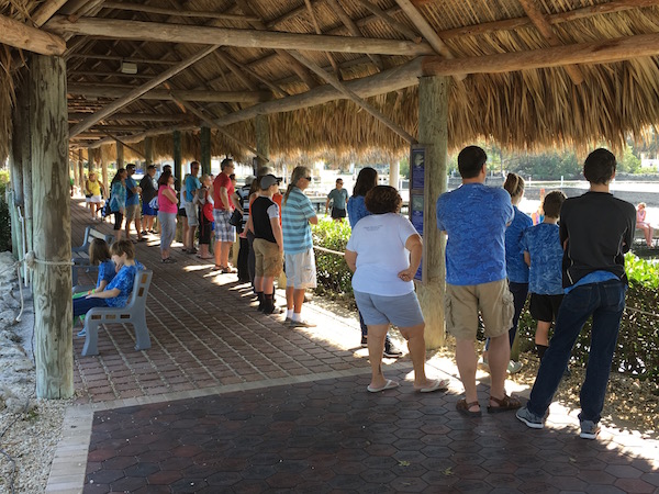 Getting up close and personal with marine mammals at Dolphin Research Center