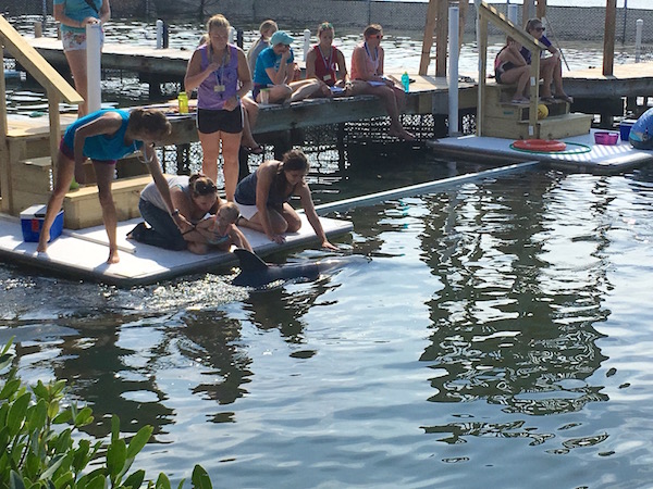 Getting up close and personal with marine mammals at Dolphin Research Center