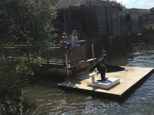 Getting up close and personal with marine mammals at Dolphin Research Center