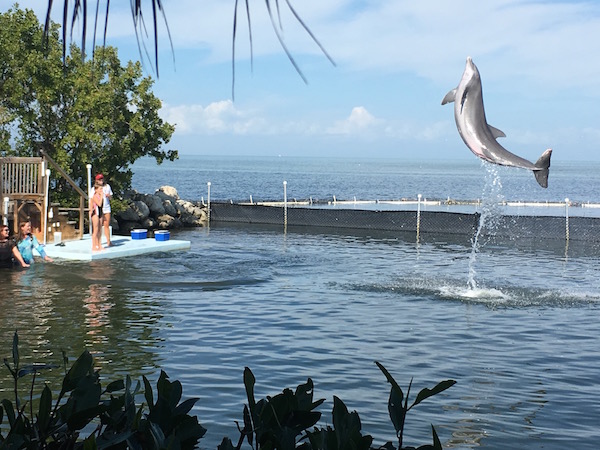 Getting up close and personal with marine mammals at Dolphin Research Center