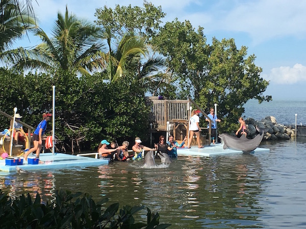 Getting up close and personal with marine mammals at Dolphin Research Center