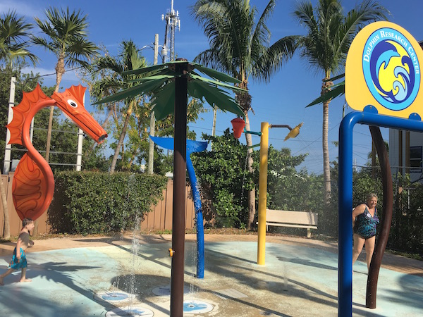 Getting up close and personal with marine mammals at Dolphin Research Center