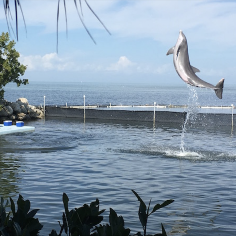 Getting Up Close & Personal: Dolphin Research Center