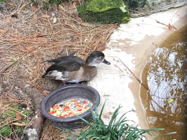 The Tallahassee Museum - A Hidden Gem