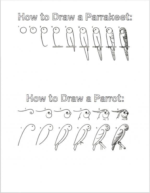 How to sketch parrakeets and parrots (Free Printable Tutorials)