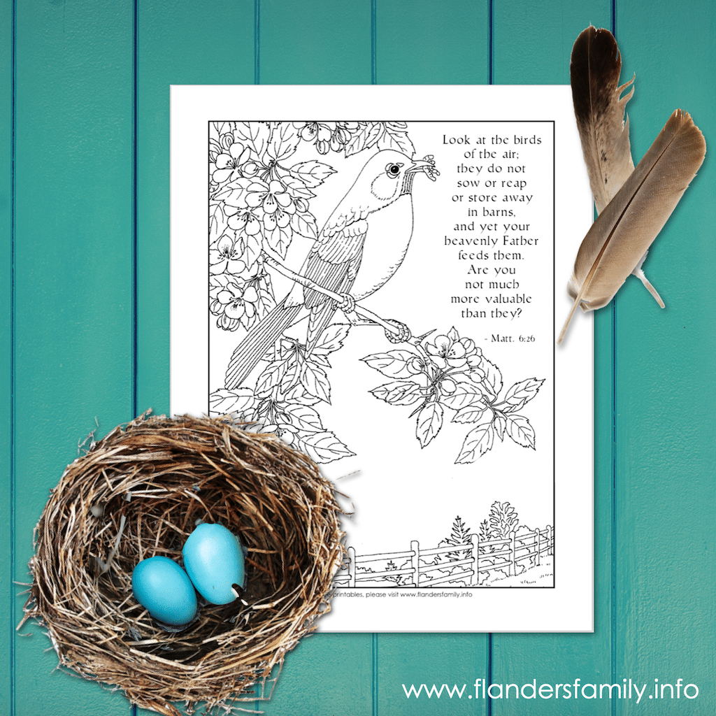 Bird Coloring Pages - 26 Gorgeous Birds to Color