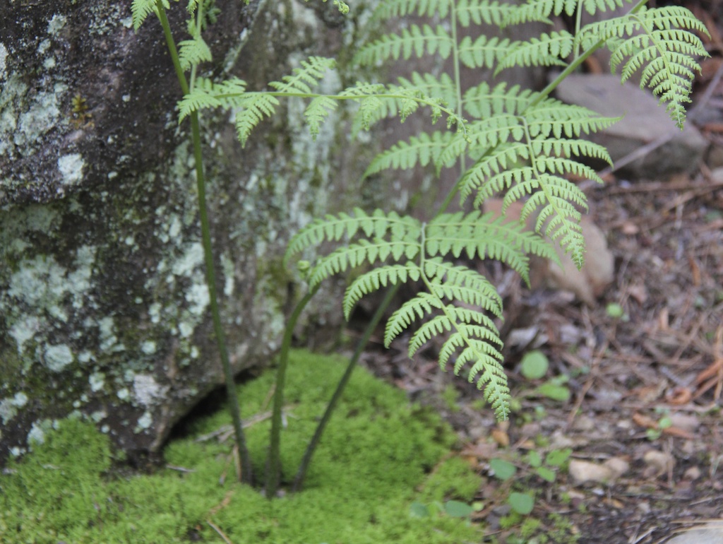 Photo Safari - Fern Fronds