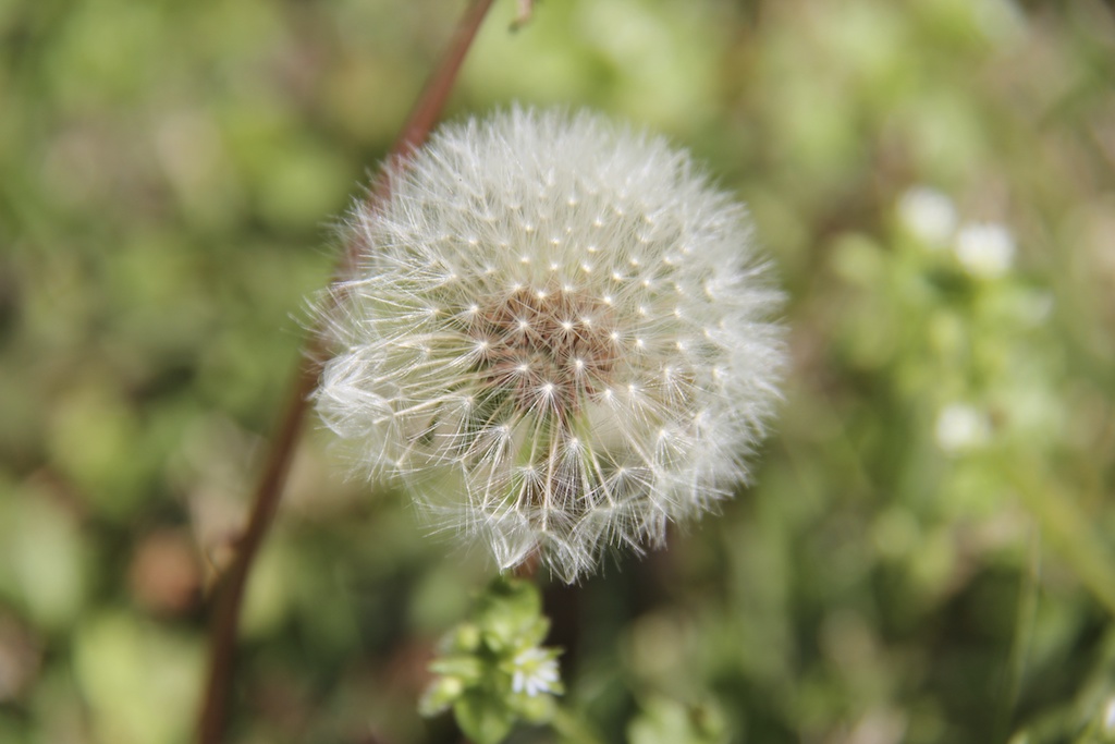 Photo Safari - Something Fuzzy