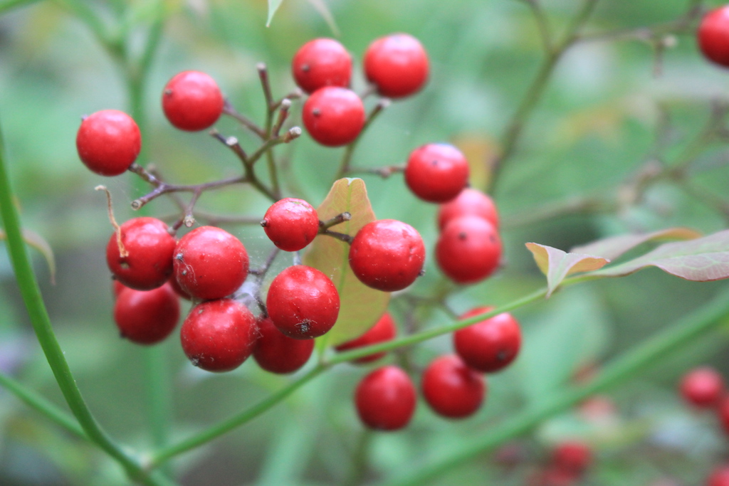 Photo Safari - Wild Berries