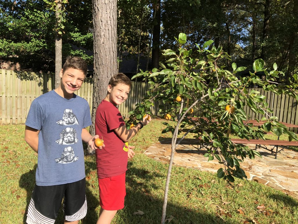 The Persimmons Made It