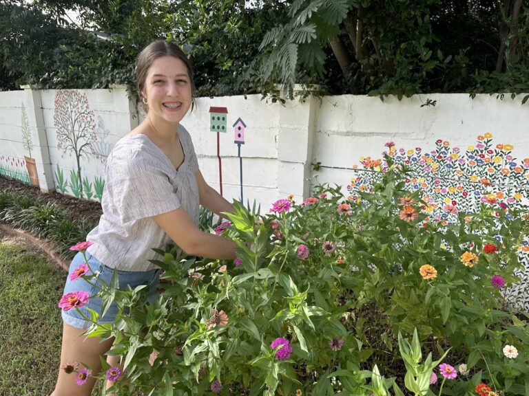 How to Harvest Zinnia Seeds